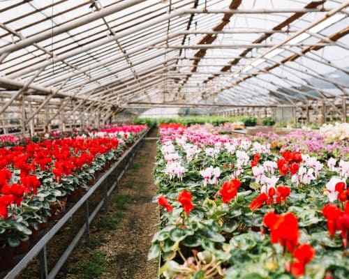 beautiful-pink-red-flowers-growing-greenhouse-500x400