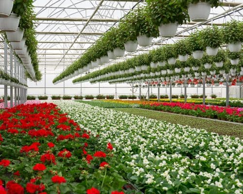 flowers-greenhouse-500x400