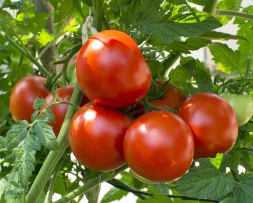 homegrown-tomatoes-royalty-free-image-589985234-1532028584-500x400